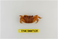 藏品(紅螯螳臂蟹)的圖片